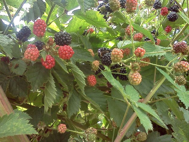 blackberries
